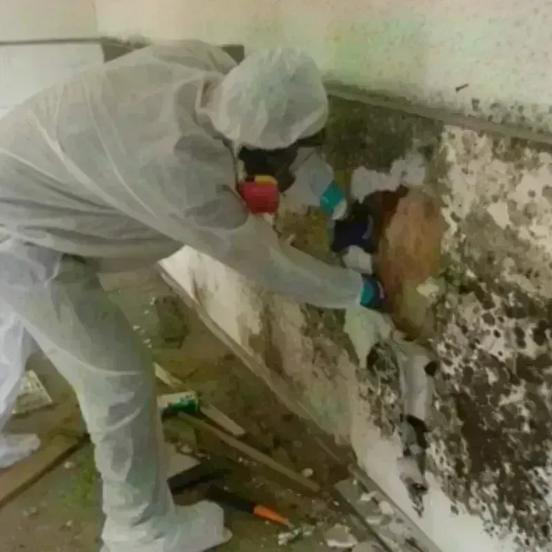 Mold Remediation and Removal in East Chattanooga, TN